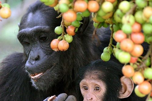 Nghiên cứu hé lộ tinh tinh cũng có thói quen 'nhậu'