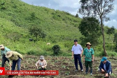 Hướng dẫn người Xơ Đăng trồng cà phê đặc sản thoát nghèo
