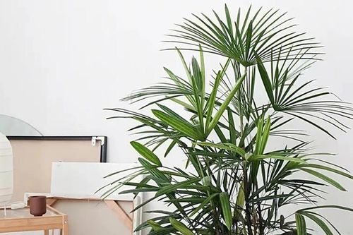 Cách trồng và ý nghĩa phong thủy của cây trúc cọ