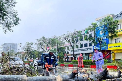Nghệ An khẩn trương thu dọn cây xanh gãy đổ sau bão số 10, đảm bảo an toàn cho người dân