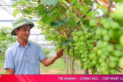 Hà Tĩnh xây dựng nền nông nghiệp đa giá trị, sinh thái, bền vững