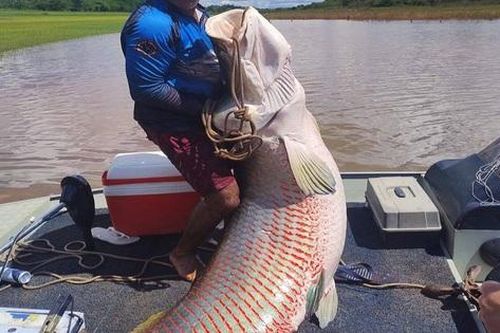 Ngư dân bắt được con cá hải tượng long nặng 160kg trên sông