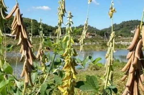 Loại đậu mang tên 'bốc mùi', ai nghe cũng chạy nhưng lại là 'mỏ vàng'
