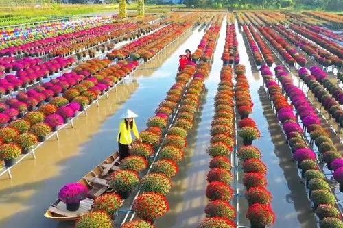 'Thủ phủ hoa' Sa Đéc vào vụ