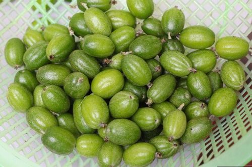 Loại quả chua loét xưa ai cũng chê, giờ thành 'mỏ tiền' được dân sành ăn săn lùng