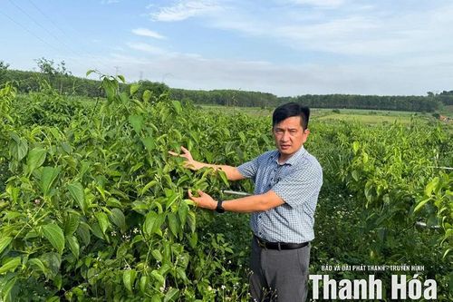 Tiềm năng phát triển cây Sachi