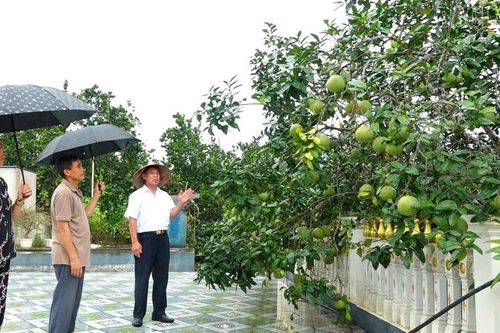 Bí thư chi bộ hết lòng vì sự phát triển của thôn