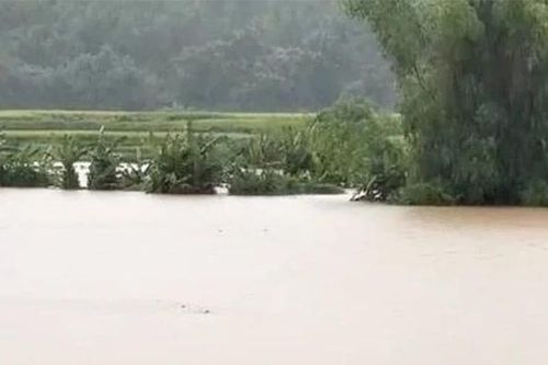 Xã Yên Phú: Trên 50ha lúa chưa gặt và khoảng 15ha hoa màu bị ngập