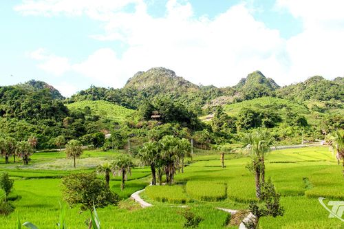 Mùa vàng no ấm vùng cao