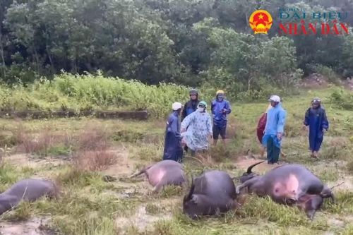 Quảng Trị: Một người dân tử vong và 4 con trâu bị chết do bị điện giật