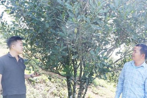 Chuyện về những 'cánh tay nối dài' giúp nông dân Sơn La kiếm bộn tiền, nông thôn ngày càng giàu đẹp