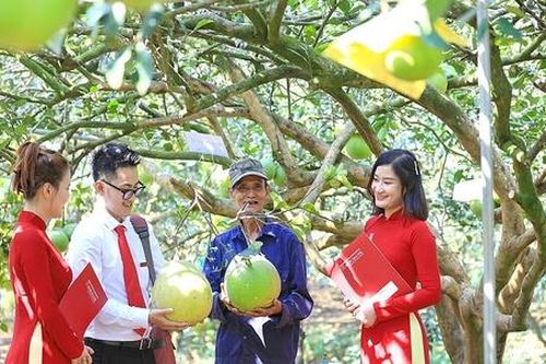 Nghị định 253: Quỹ hỗ trợ phát triển HTX có 'luật chơi' mới, thủ tục 3 ngày là xong