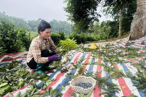 Hiệu quả kinh tế từ cây trám đen ở Lũng Tao