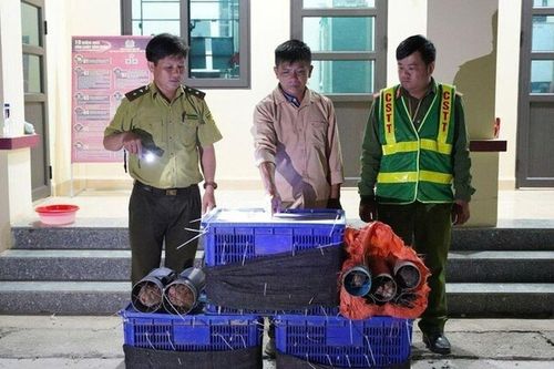 Bắt Hà Ngọc Quỳnh vận chuyển khướu và dúi