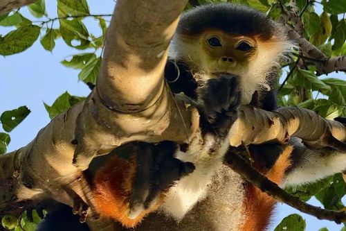 Đà Nẵng: Cứu 'nữ hoàng linh trưởng' dính bẫy ở bán đảo Sơn Trà