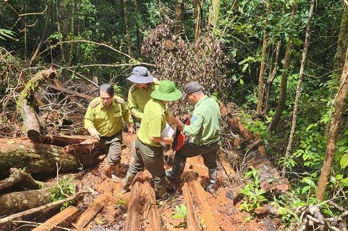 Chi cục Kiểm lâm xác nhận có dấu vết cưa xẻ, đề nghị kiểm điểm trách nhiệm chủ rừng