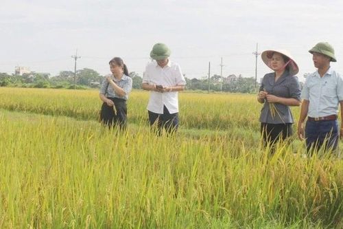 Hà Nội thu hoạch lúa mùa 'chạy' bão