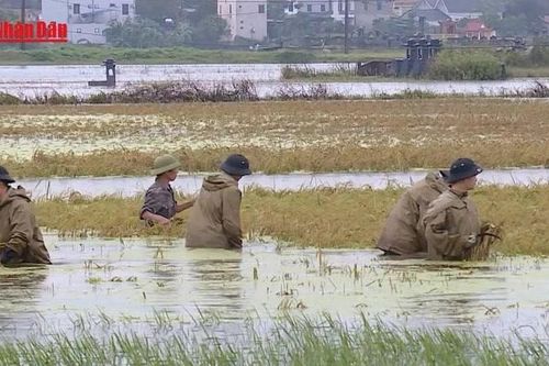 Hà Nội khẩn trương thu hoạch lúa mùa 'chạy' bão