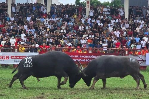 Sôi động Lễ hội chọi trâu truyền thống 'Đồ Sơn-VTV năm 2025'