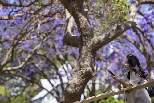 Ngắm hoa Jacaranda rực tím trên khắp nẻo đường Australia