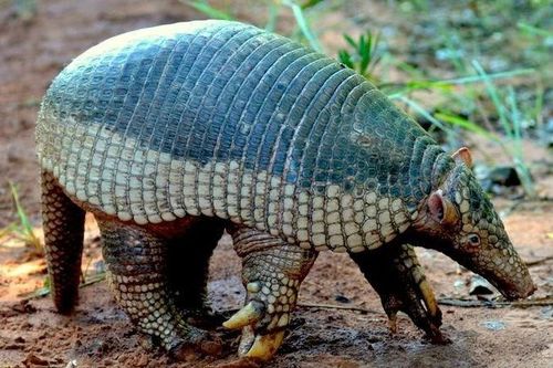 Sự thật giật mình về loài tatu khổng lồ, móng vuốt dài 20 cm