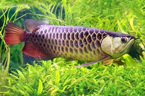 Bật mí loài cá quý hiếm giá ngang ngửa căn chung cư