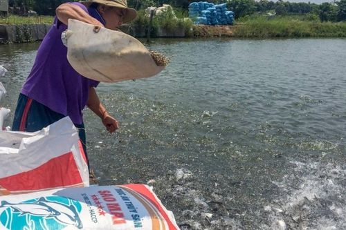 Sao Mai Super Feed cũng mang những giấc mơ
