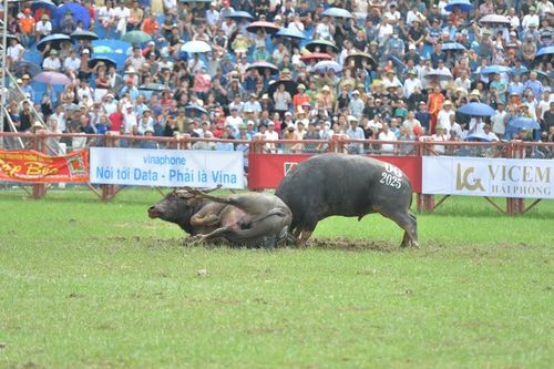 Mãn nhãn cuộc tranh tài của 16 'ông trâu' tại Lễ hội chọi trâu truyền thống Đồ Sơn năm 2025