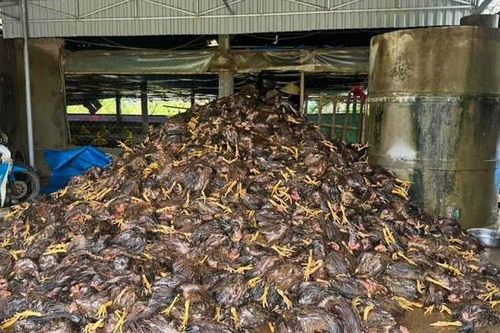 Hàng chục nghìn con gà chết sau bão, nhiều chủ trại ở Nghệ An trắng tay