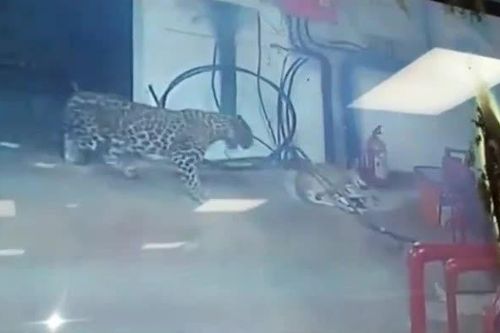 CLIP: Chó mẹ mải tử chiến với báo hoa mai, đàn con bị kẻ khác bắt mất