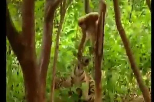 CLIP: Khỉ tinh nghịch liều lĩnh trêu chọc 'chúa sơn lâm nhí', cái kết khiến dân mạng cười ngả nghiêng