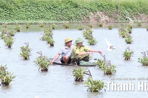 Bảo vệ chim hoang dã