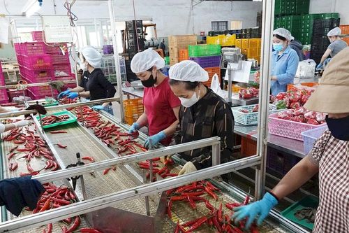 Phát triển sơ chế, chế biến để nâng cao giá trị nông sản