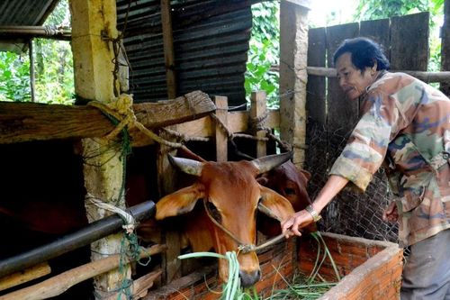 Tìm hướng đi cho chăn nuôi nông hộ