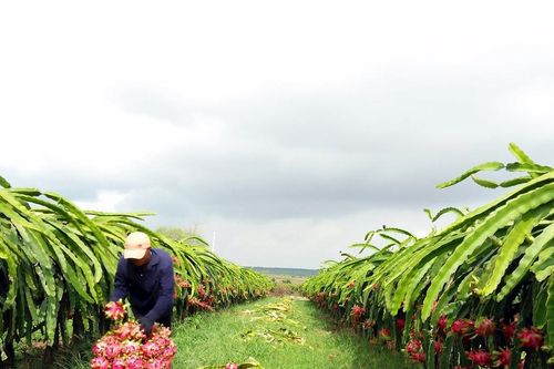 Thanh long chế biến sâu: Hướng đi bền vững cho nông dân