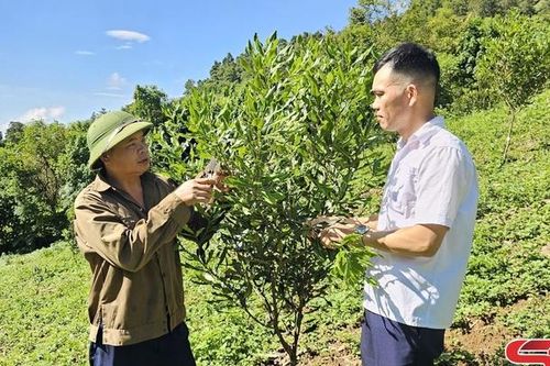 Cây mắc ca trên đất Mường Chiên