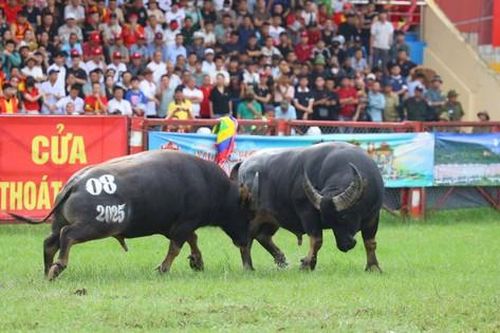 Hải Phòng: Đặc sắc lễ hội chọi trâu truyền thống Đồ Sơn 2025