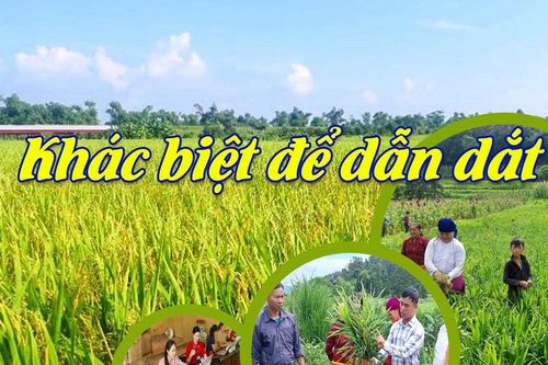 Khác biệt để dẫn dắt
