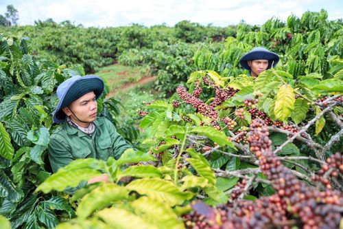 Ủy ban châu Âu lại đề xuất chưa áp dụng Quy định về chống phá rừng: 'Khoảng thở' cho nông sản Việt