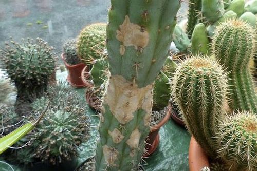 Cách xử lý xương rồng bị úng nước