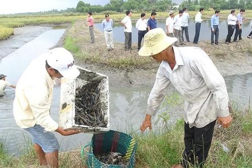 Nhiều cách làm hay giúp dân xóa đói, giảm nghèo ở Cà Mau