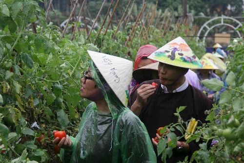 Du lịch nông nghiệp trải nghiệm: Cần đầu tư bài bản