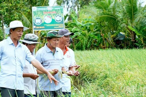 Buồn, vui vụ lúa hè-thu ở Cà Mau và lời giải cho 'vựa lúa' Cửu Long