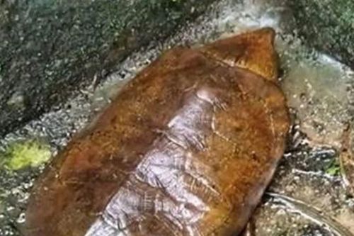 Thả cá thể Rùa Đầu to quý hiếm về môi trường tự nhiên