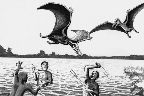 Loài chim ác quỷ sát hại người tàn nhẫn, dân châu Phi kinh hãi