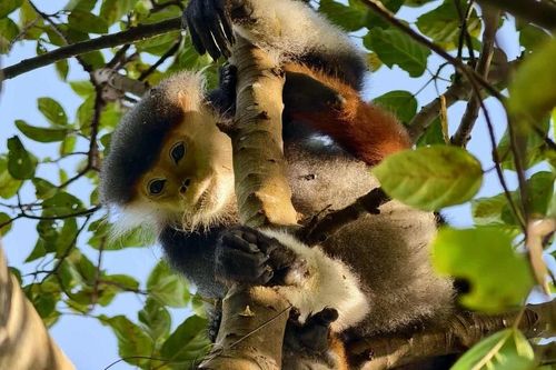 Voọc chà vá chân nâu dính bẫy ở bán đảo Sơn Trà là loài Sách Đỏ