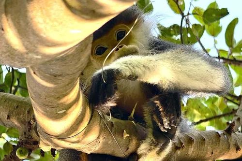 Loài nguy cấp trong Sách đỏ bị dính bẫy lòi xương trên bán đảo Sơn Trà