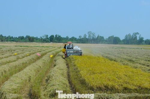 Doanh nghiệp Hàn muốn đầu tư dự án 'nâng tầm' cho rơm rạ, bảo vệ môi trường