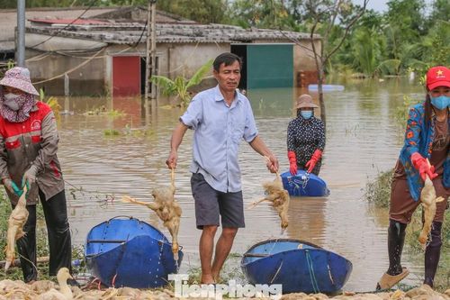 Lão nông trắng tay khi đàn vịt hàng vạn con bị lũ nhấn chìm