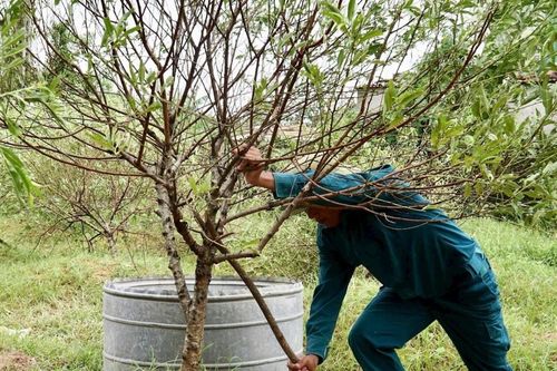 Nghệ An: Nhà nông tập trung khôi phục sản xuất sau bão số 10